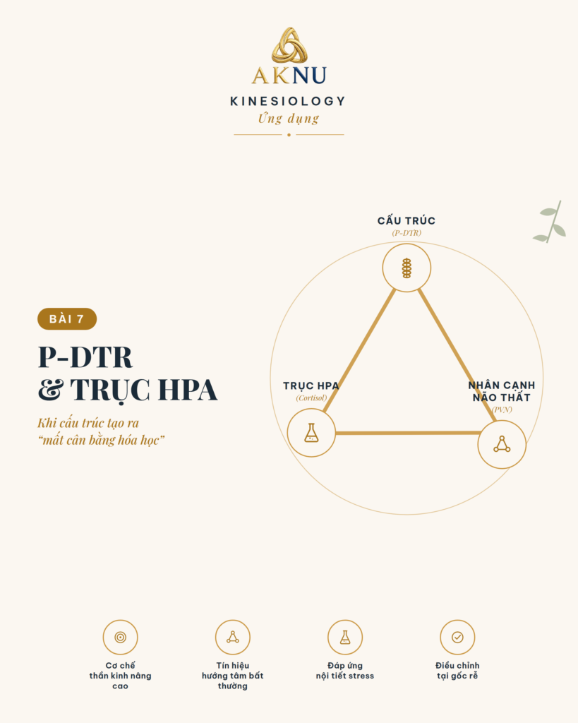 Stress bài 7: P-DTR, nhân cạnh não thất và trục HPA khi một vấn đề cấu trúc giả làm mất cân bằng hóa học